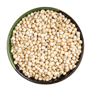 Sorghum (Jowar)